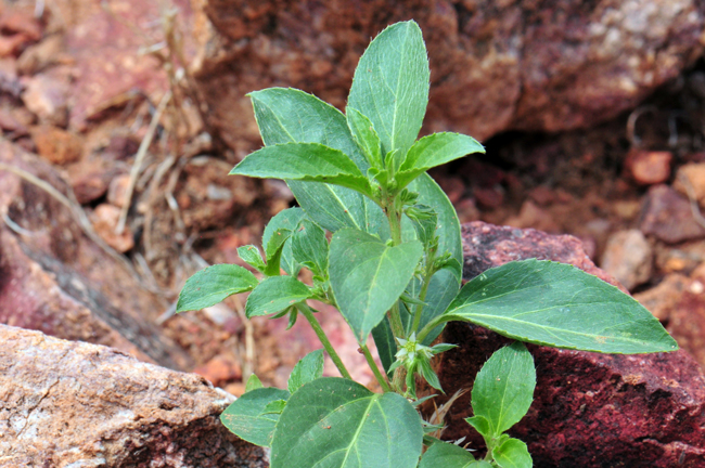 New Mexico Silverbush is found in elevations from 1,000 to 4,000 feet. Note the leaf shapes to be oblanceolate with acute tips. Leaf margins are faintly serrulate or with small teeth or may be entire! Ditaxis neomexicana 